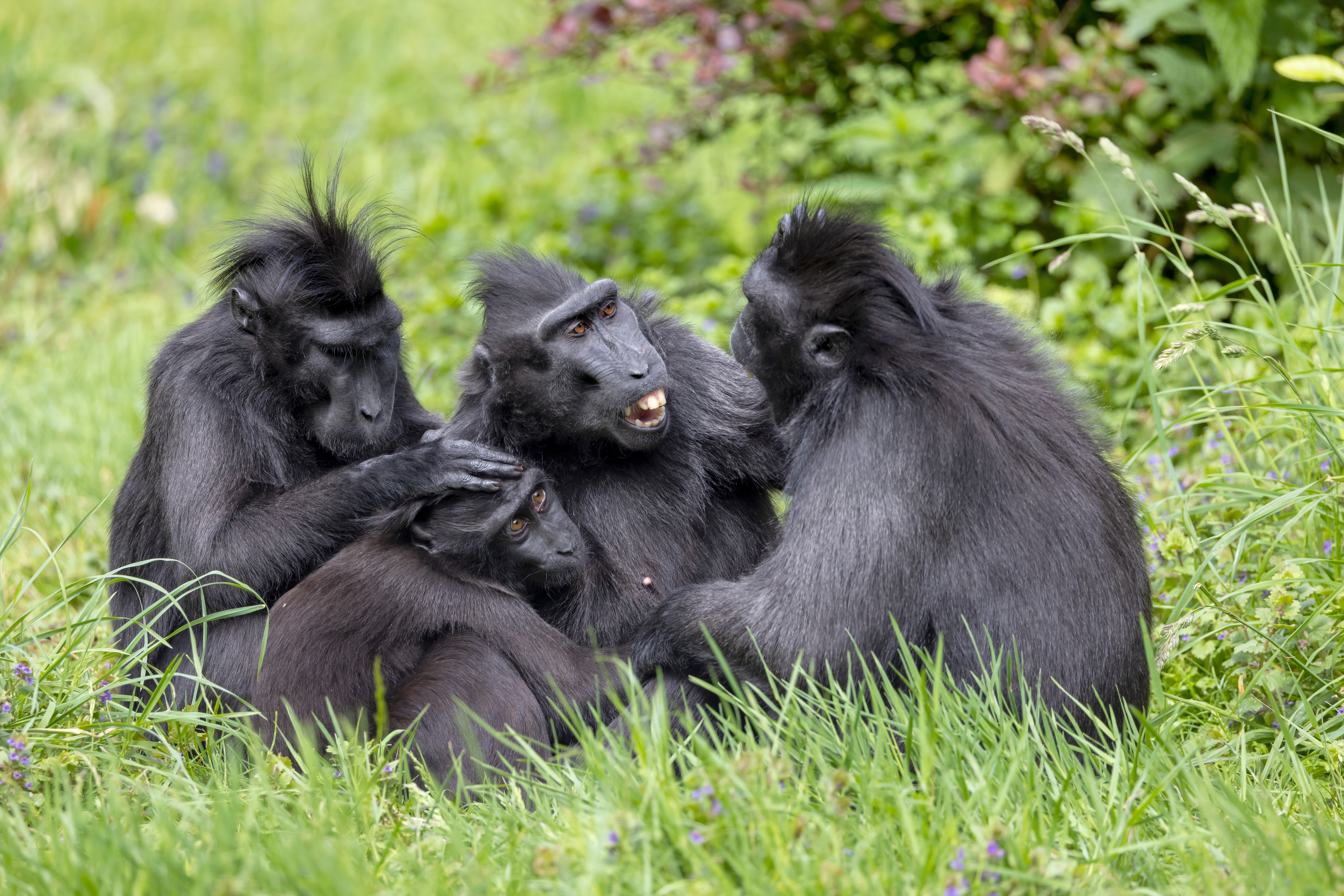 Four celebes crested macaques sit together in the grass Four celebes crested macaques sit together in the grass